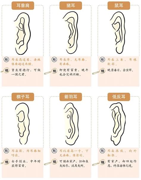 耳珠面相|面相耳朵图解【最详细版】 – 杨易德全集官网